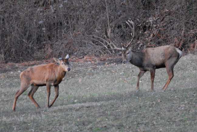 PASSIONE PER IL CERVO